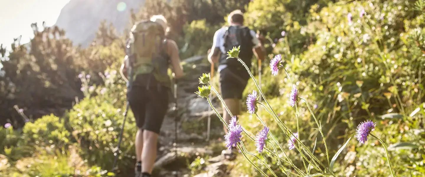 Discovering the flora on a mountain hike